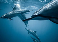 星空体育直播-国羽全英赛首轮损失多名种子选手 男单仅剩“独苗”|女双|全英羽毛球公开赛|昆拉武特|郡司莉子|明地阳菜_新浪体育_新浪新闻